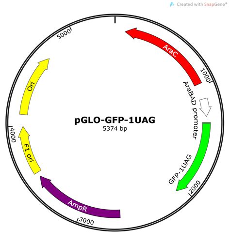 Addgene: pGLO-GFP-1UAG