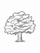 Oak Tree Coloring Page sketch template