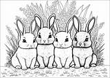 Cute Little rabbits  Rabbit Coloring Pages For Adults sketch template