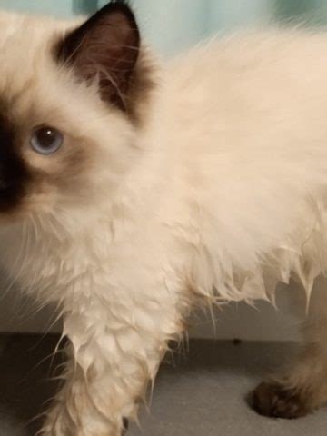 The Cream Point Ragdoll - Mitted, Colorpoint, Bicolor & Lynx