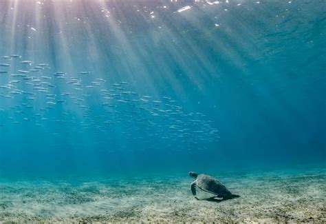 8 Tips for Creating Amazing Lighting in Underwater Photos | Nature TTL