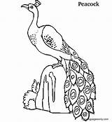 50 Peacock Coloring Pages  ColoringPagesOnlycom sketch template