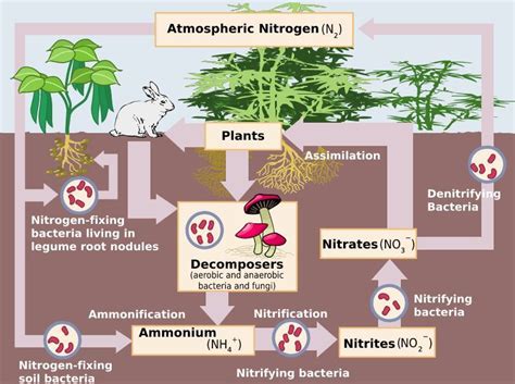 Nitrification is an important part of the nitrogen...