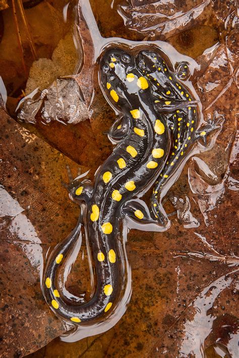 Spotted Salamander | Ambystoma maculatum | Patrick Zephyr Photography