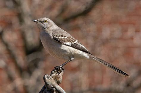 Mockingbird Symbolism - Spirit Animal Totems