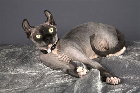 Dwelf Cat: Breed Info, Pictures, Care, Traits & Facts | Hepper