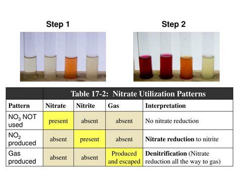 PPT - Ex. 17: Nitrate Respiration (Nitrate Reduction Test) PowerPoint Presentation - ID:2426462