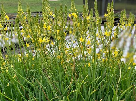 Bulbine frutescens (Yellow) | Native Sons Wholesale Nursery