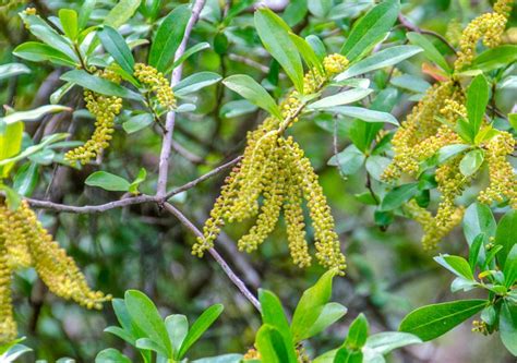 Swamp TiTi – Cyrilla racemiflora | Florida Paddle Notes