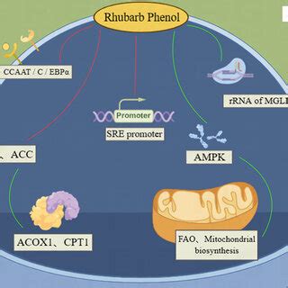 Diagram of the lipid-lowering mechanism of rhubarb acid. | Download Scientific Diagram