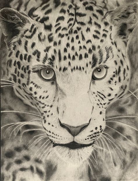 Leopard Pencil Drawing Pencil Drawings Animal Pencil Drawing Animals Wild Animals Pencil Arts ...