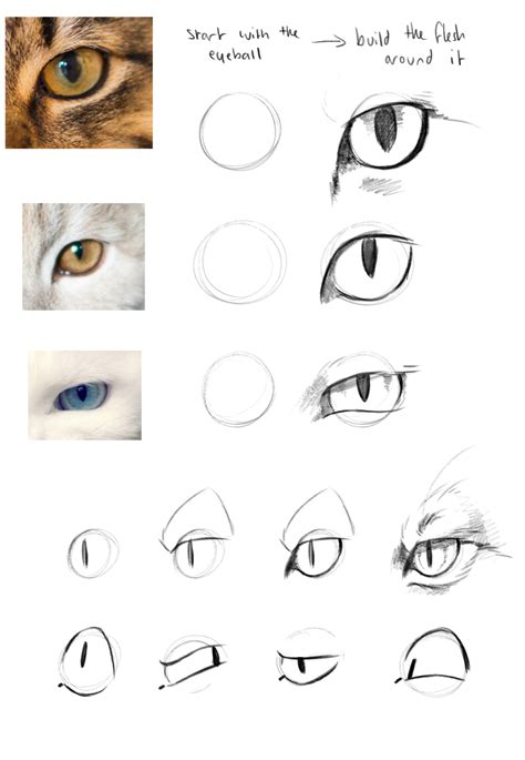 Trust me, I'm a Doctor — Do you have any anatomy for cat eyes? I have tried...