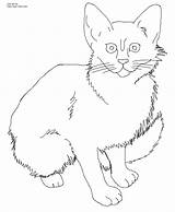 Cat And Kitten Coloring Pages  Printable Sheets For Kids sketch template