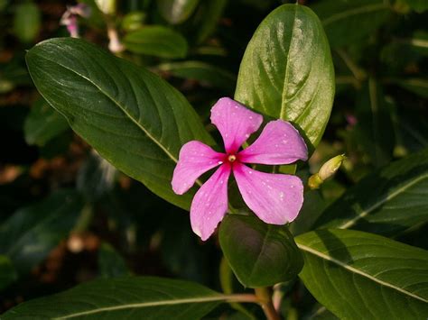 11 Plants That Produce a 5-Petal Flower (With Photos) - Dengarden