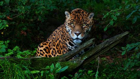 1920x1080 Big Cat Jaguar Laptop Full HD 1080P ,HD 4k Wallpapers,Images ...