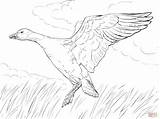 Baby Goose Coloring Page  Home sketch template