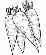 Four Carrots Coloring Page  Download Print Or Color Online For Free sketch template