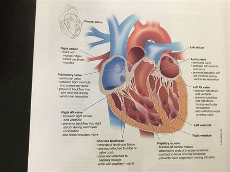 Heart Located in the mediastinum of the thoracic cavity Specifically the pericardial cavity ...