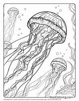 100  Jellyfish coloring pages Free PDF To Print Woo Coloring sketch template