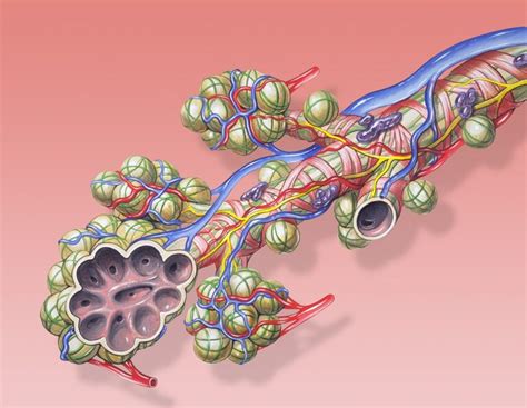 Pulmonary Hypoplasia | Concise Medical Knowledge