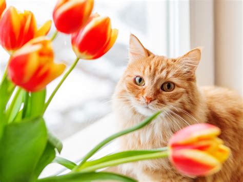 Cat With Flower Wallpapers - Wallpaper Cave