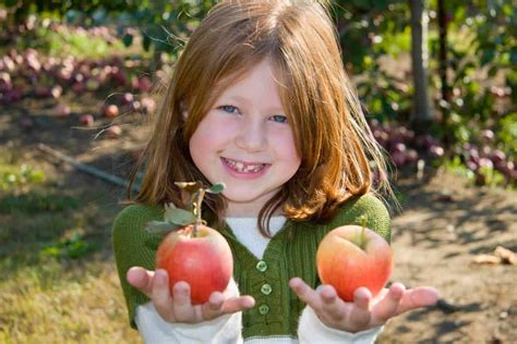 11 Gorgeous Apple Orchards in Virginia (Best VA Apple Picking!)