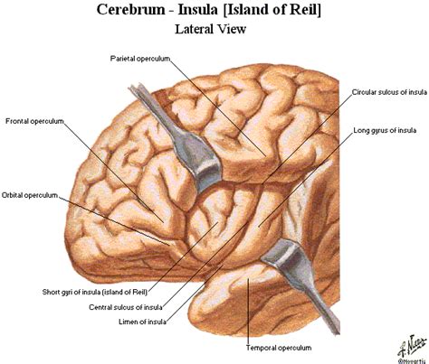 insular cortex | Topography, Anatomy and physiology, Island