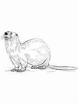 River Otter coloring Page sketch template