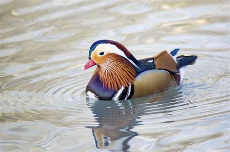 Male mandarin duck - Stock Image - C001/0639 - Science Photo Library