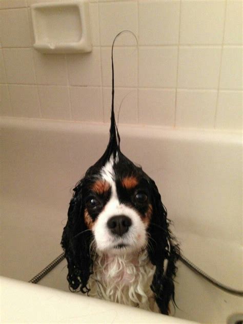 Pin by Надя Мухетова on Funny dogs | Cavalier king charles dog, Cavalier king spaniel, King ...