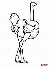 50  Ostrich Coloring Pages Free Printable PDF JPG PNG & Online Coloring sketch template
