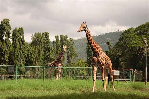 Mysore Zoo / Jayachamarajendra Zoological Gardens, Mysore - Timings, Safari Cost, Best Time to Visit