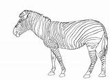 Zebra Animal Coloring Pages sketch template