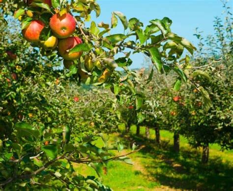 Apple Picking in Michigan: 20 TOP Spots for UPick Michigan Apples - My Michigan Beach and Travel