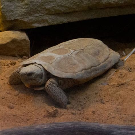 Pancake Tortoise | Tulsa Zoo