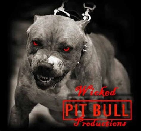 American Pitbull Dog , New , New HD wallpaper | Pxfuel