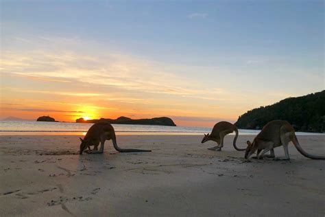 Price tag at Cape Hillsborough sunrise tour aims to protect animals and tourists - ABC News