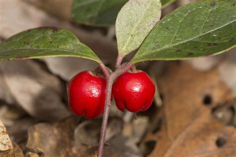 Wintergreen Plant: Care and Growing Guide