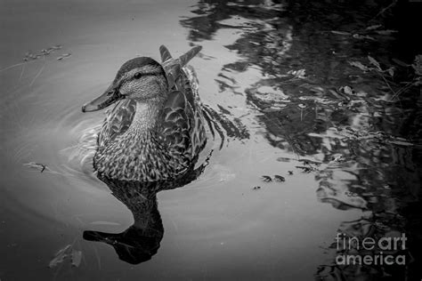 Unruffled Photograph by David Rucker - Fine Art America