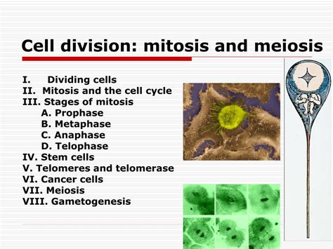 PPT Cell Division: Mitosis And Meiosis PowerPoint, 60% OFF