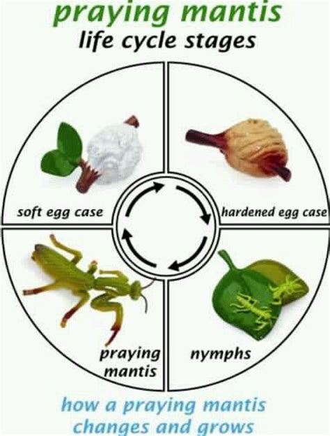 Praying mantis | Praying mantis, Praying mantis life cycle, Life cycles