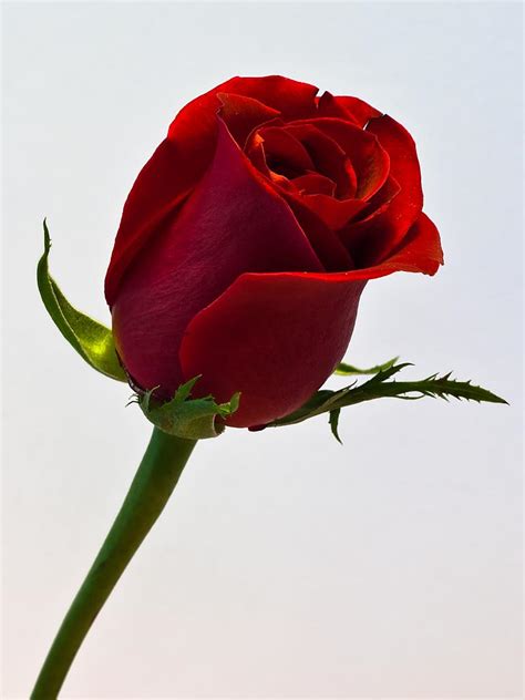 Single Red Rose Wallpaper - WallpaperSafari