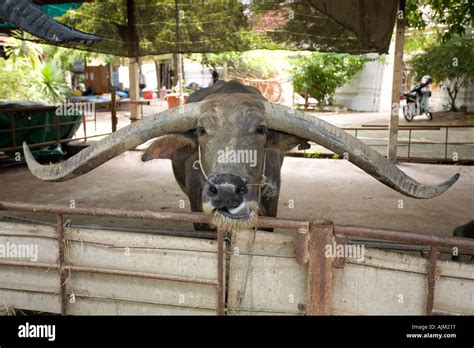 Water buffalo with enormous horns Bubalus arnee Stock Photo - Alamy