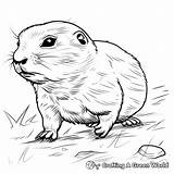 Prairie Dog Coloring Pages  Free & Printable sketch template
