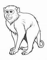 Free Printable Monkey Coloring Pages sketch template