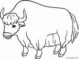 Yak Colouring Page sketch template
