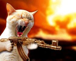 Angry Cat GIFs - Find & Share on GIPHY