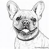 French Bulldog Printable Coloring Pages  Free & sketch template