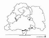 Oak Tree Coloring Page  Home sketch template