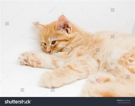 Ginger Persian Kitten Stock Photo 529767556 : Shutterstock